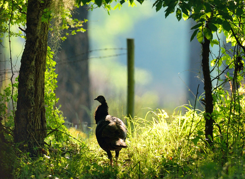 wild turkey in spring