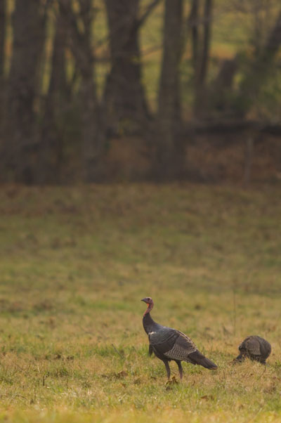 wild turkey woods