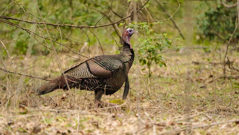 wild turkey longbeard