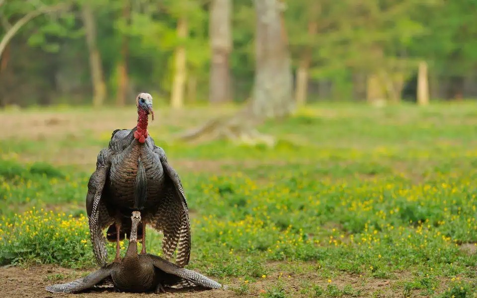 wild turkey mating