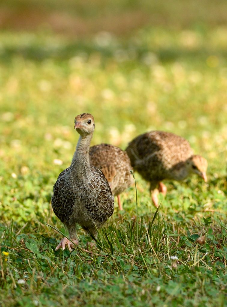 poults
