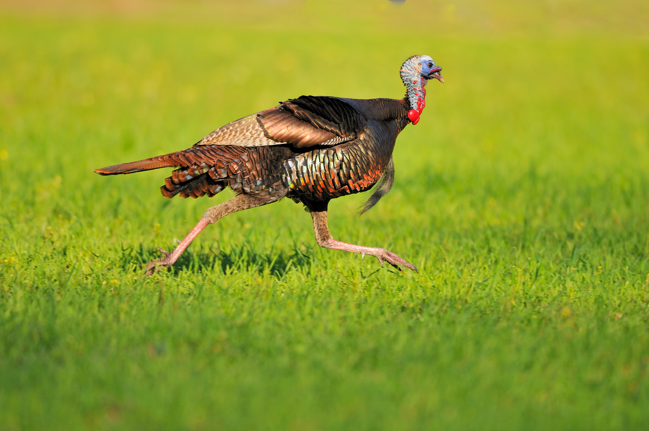 a wild turkey running
