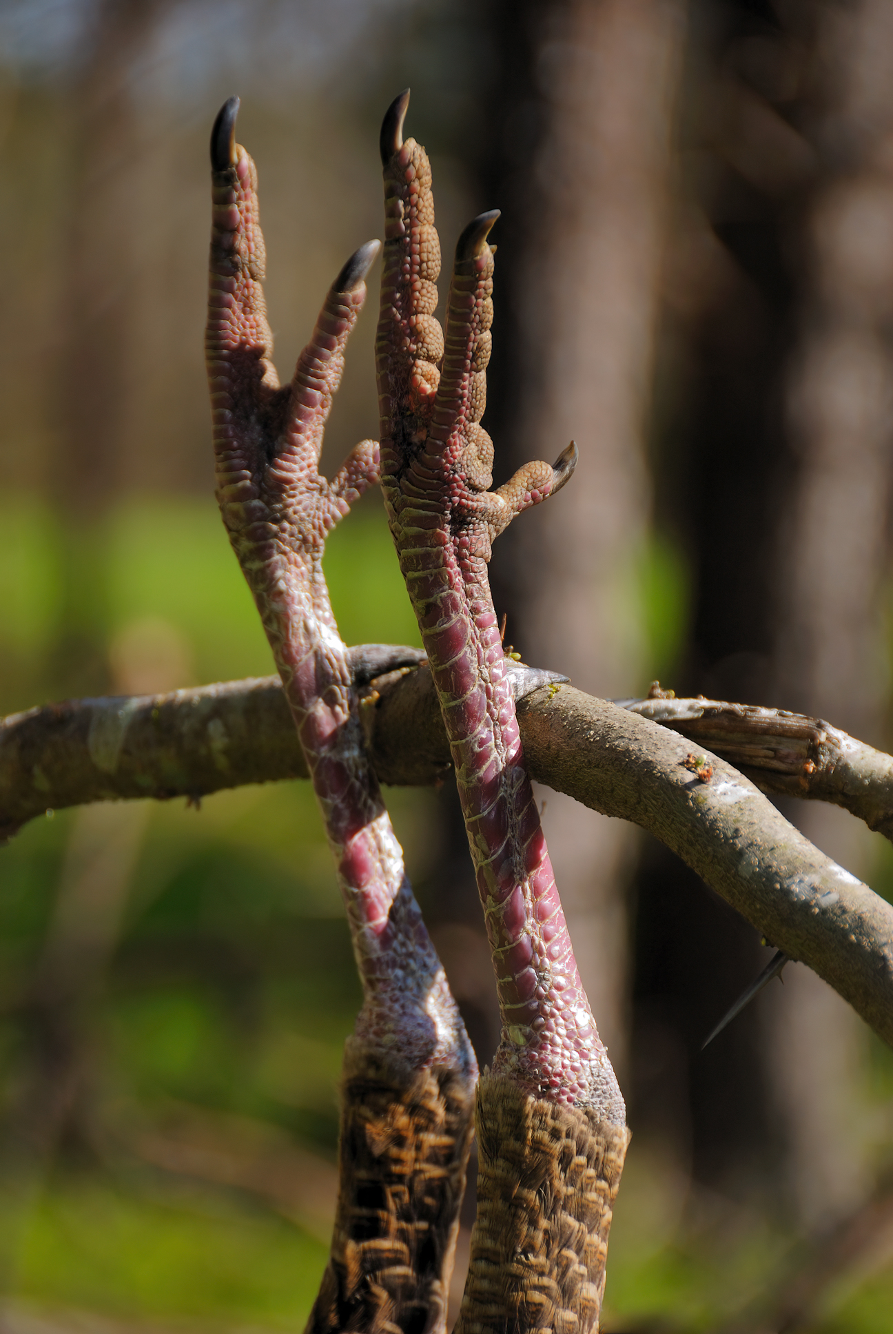 wild turkey spurs