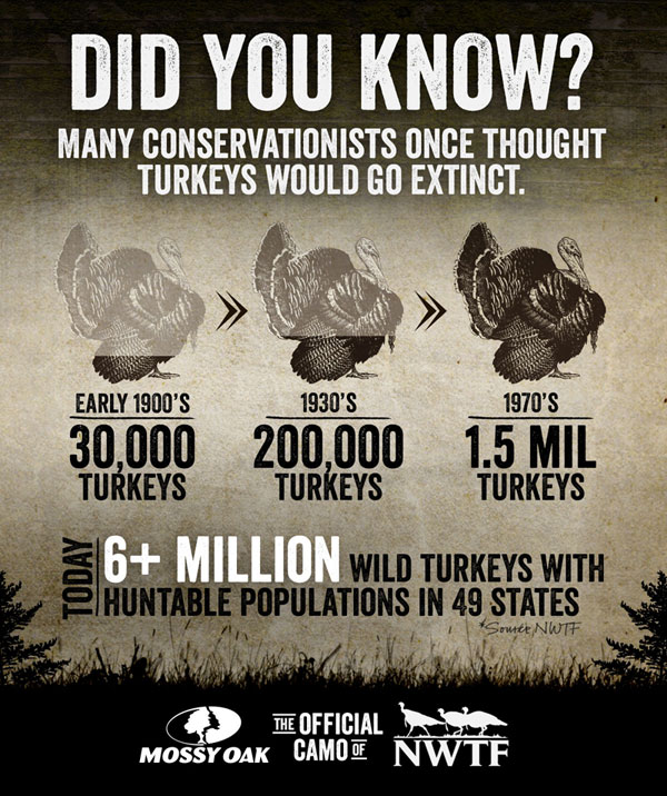 Wild turkey success infographic