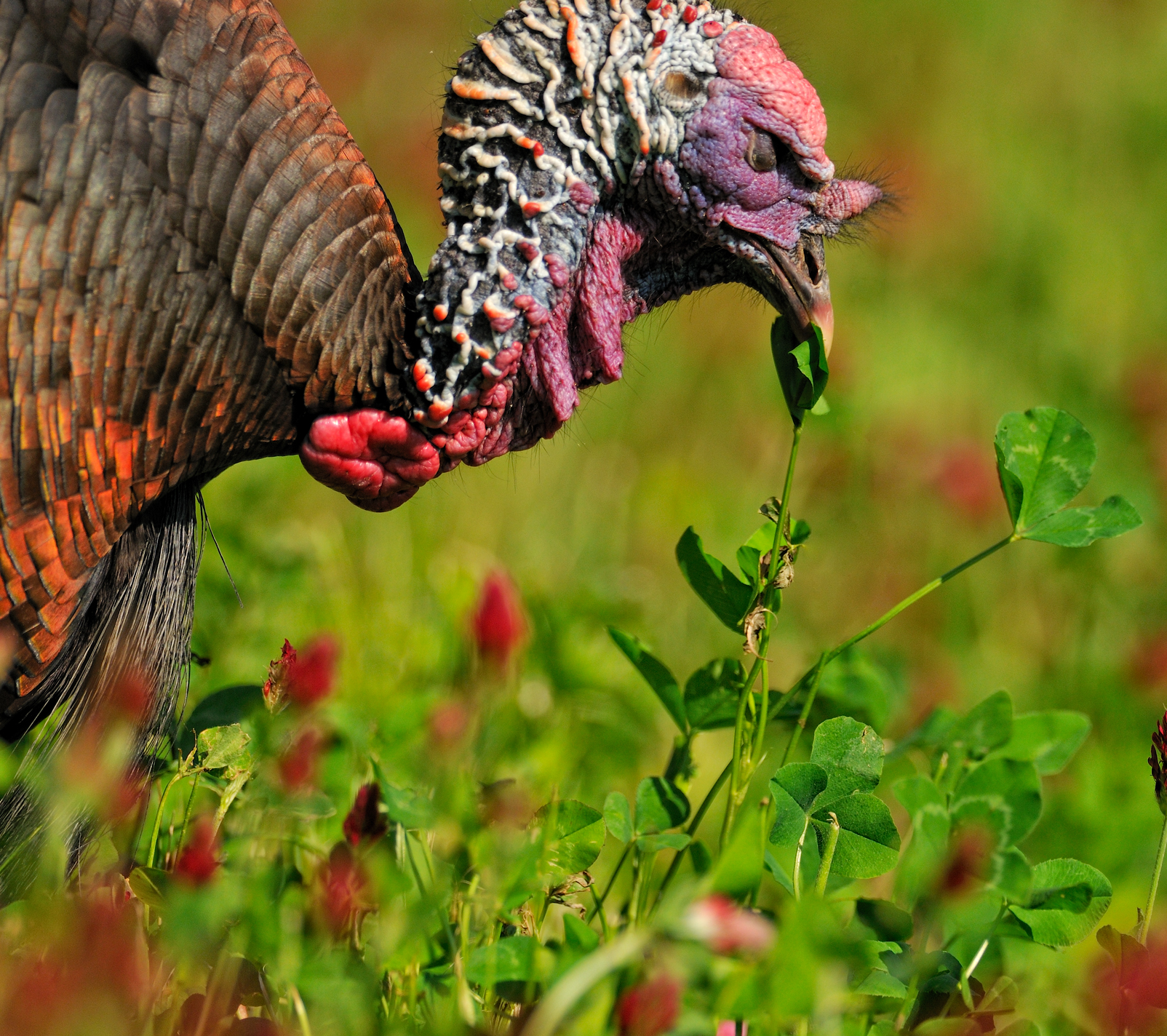turkey using beak