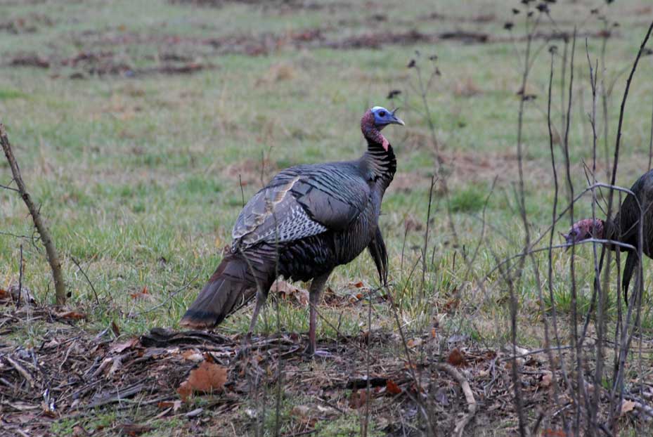 wild turkey