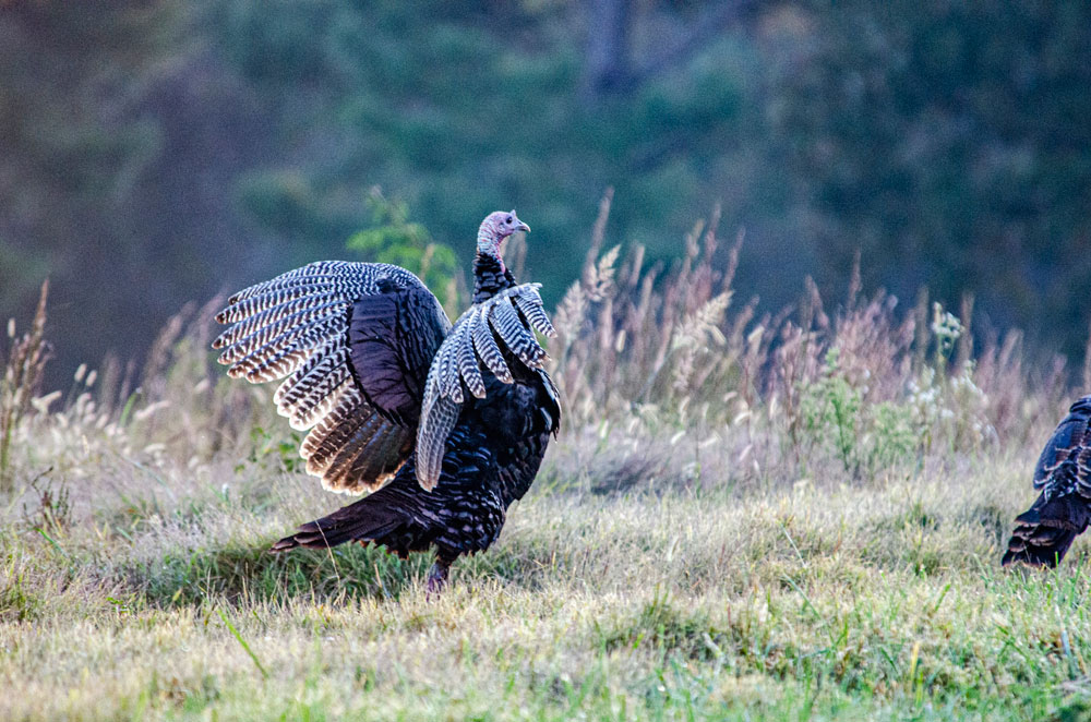 wild turkey