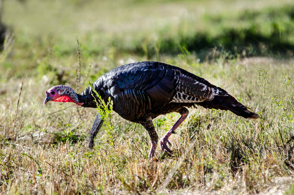 wild turkey