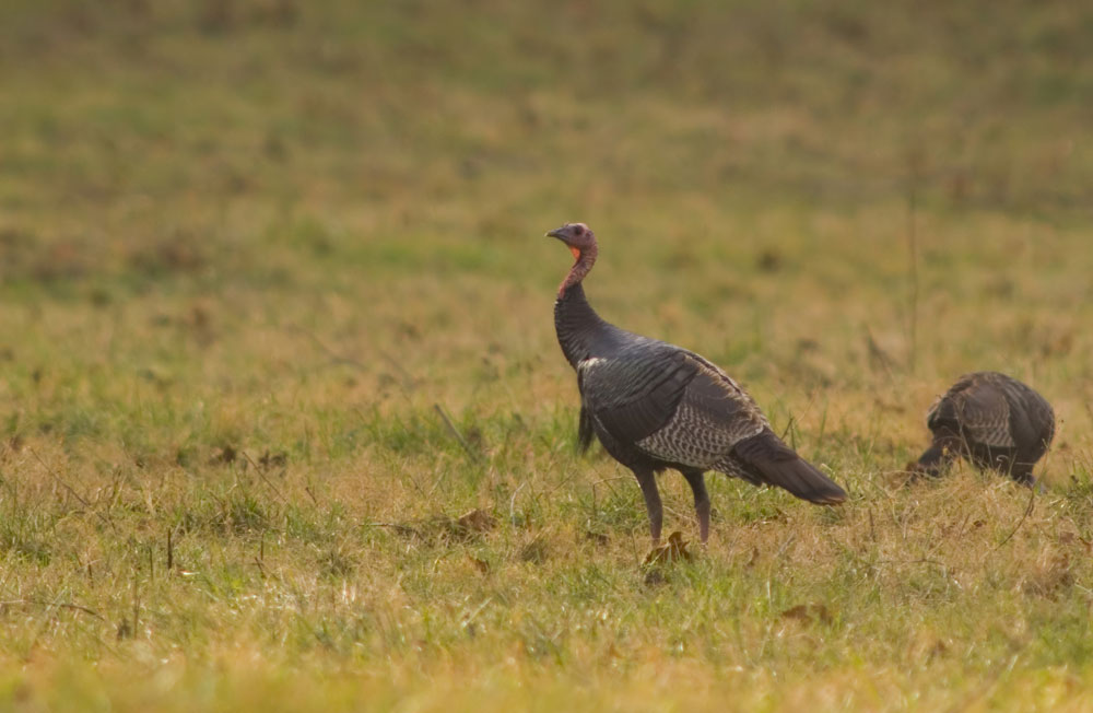 wild turkeys