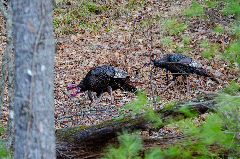 wild turkeys