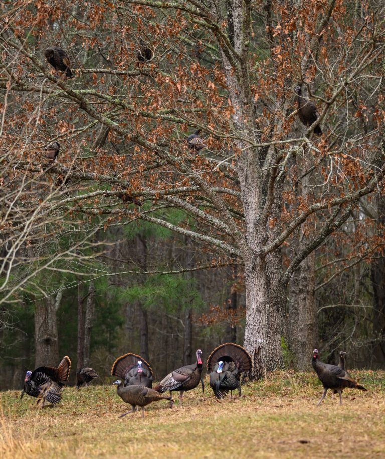 wild turkeys in trees