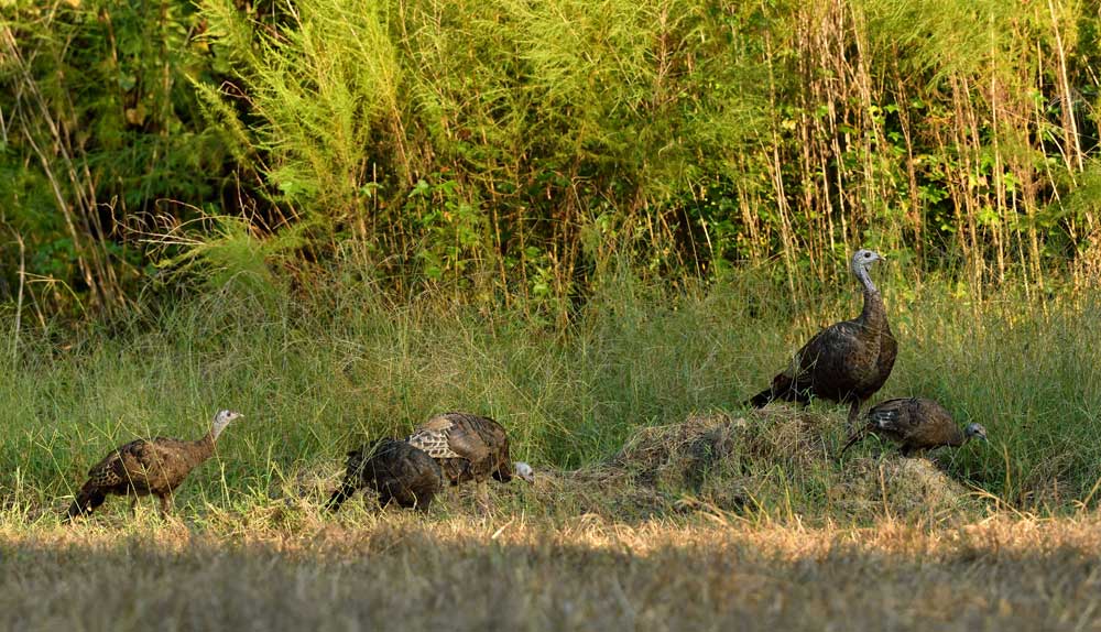 wild turkey with poults