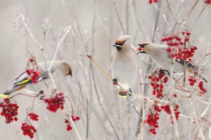 birds in berry bush