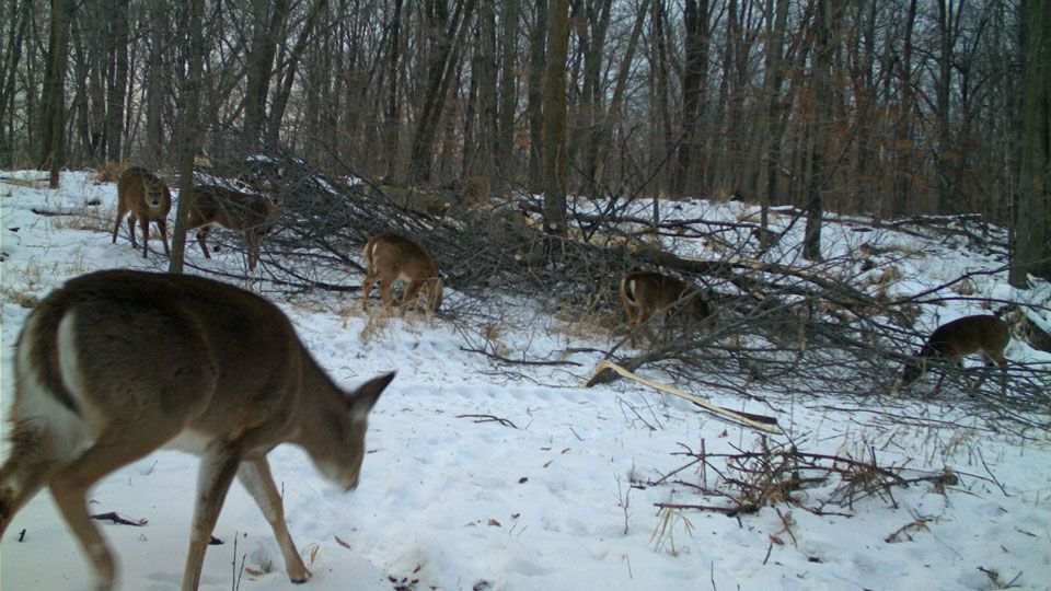 deer eating in winter