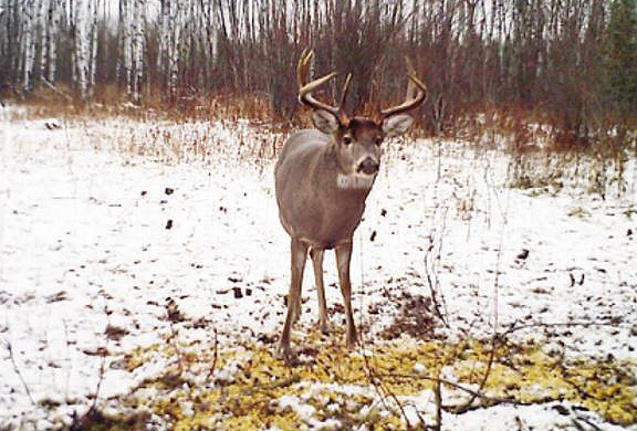 deer in winter eating corn