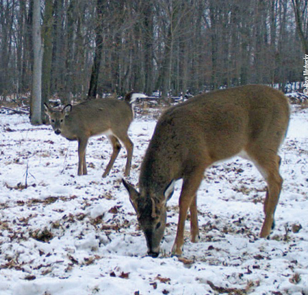 winter deer food