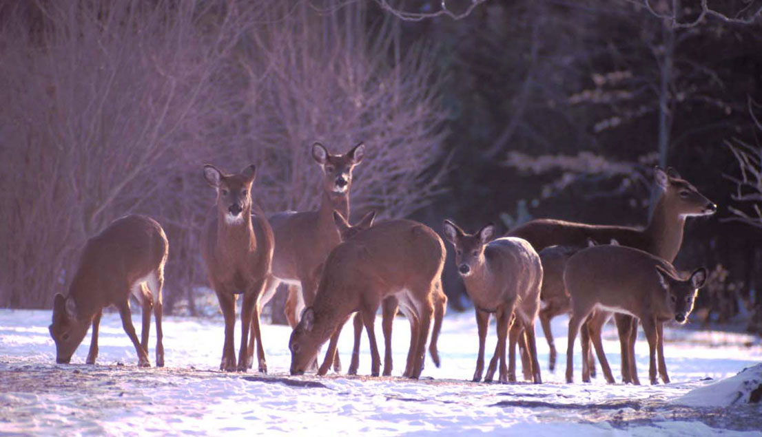 deer herd winter