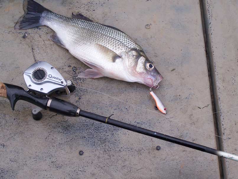 winter fishing with spoon bait