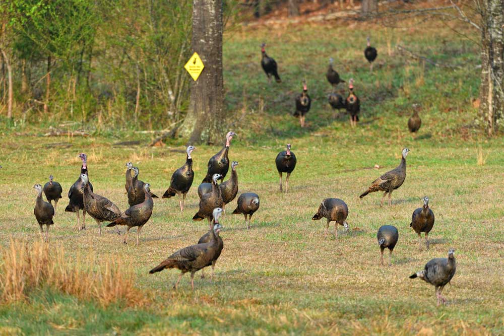 winter turkey flock