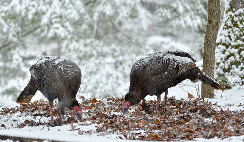 wintering turkeys
