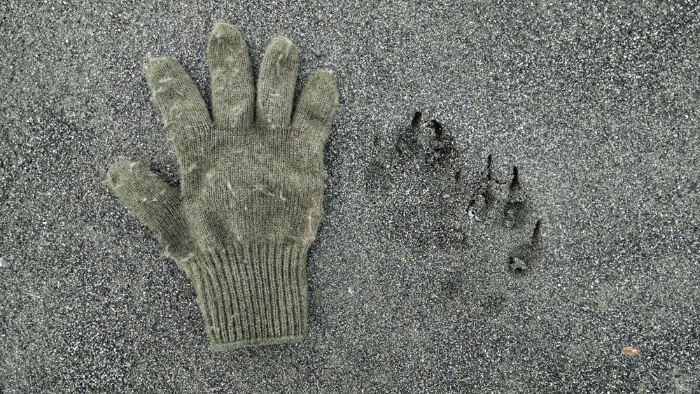 wolf track glove