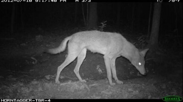 wolf on trail camera