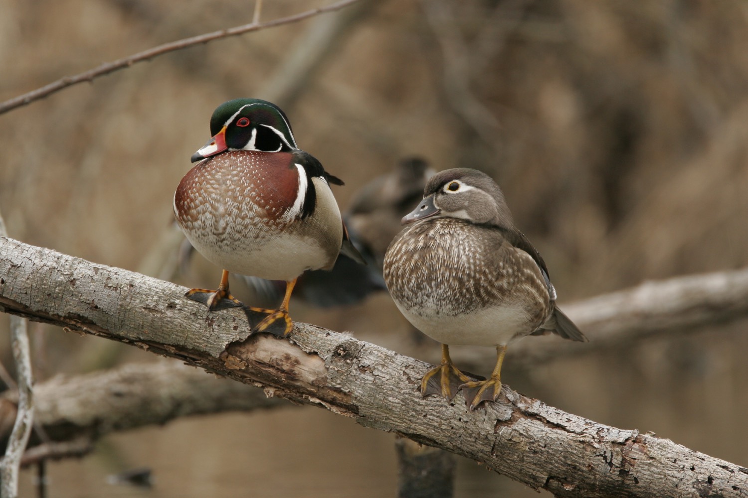 wood ducks sit on log