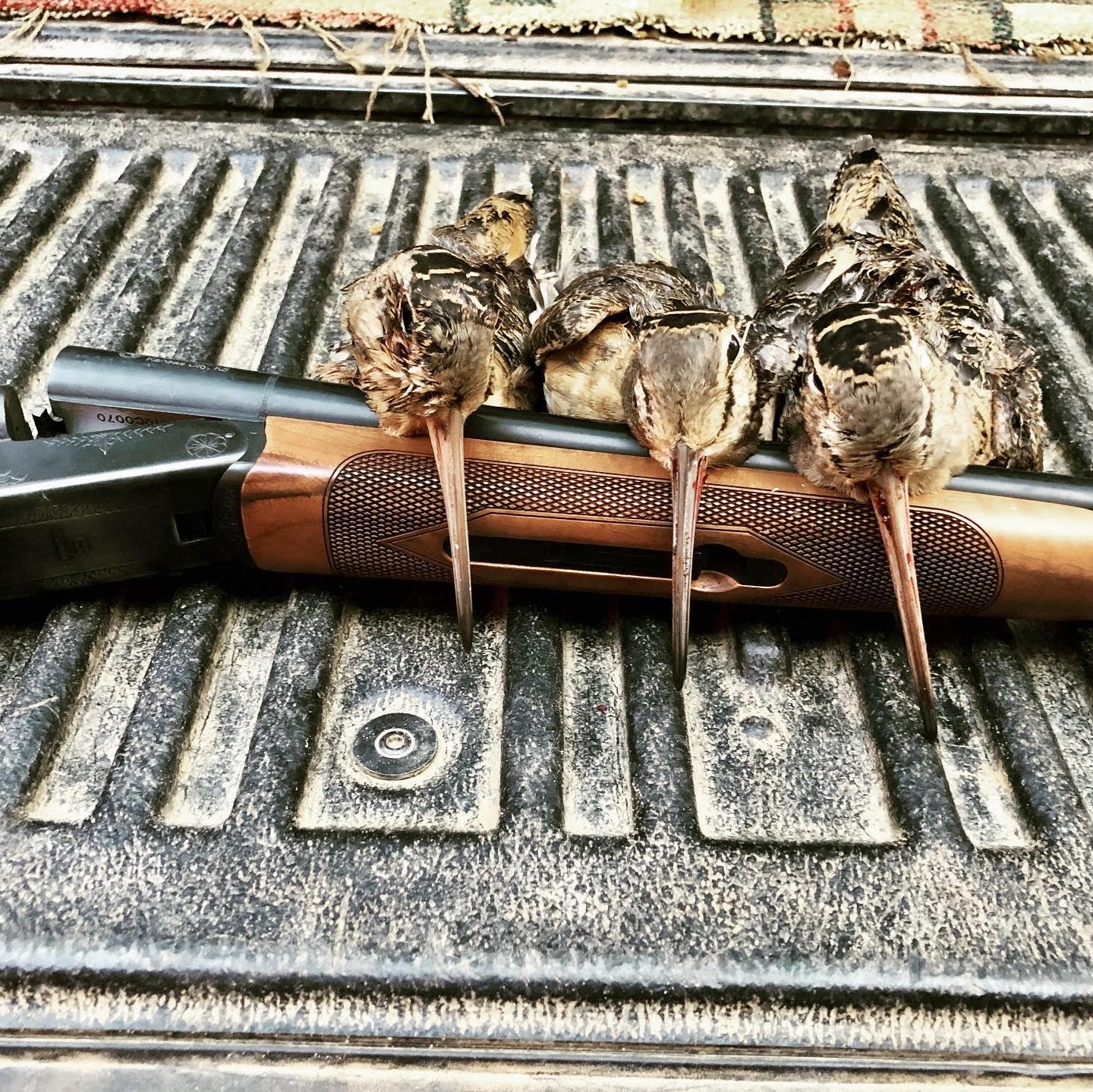 three woodcock lay on a tailgate