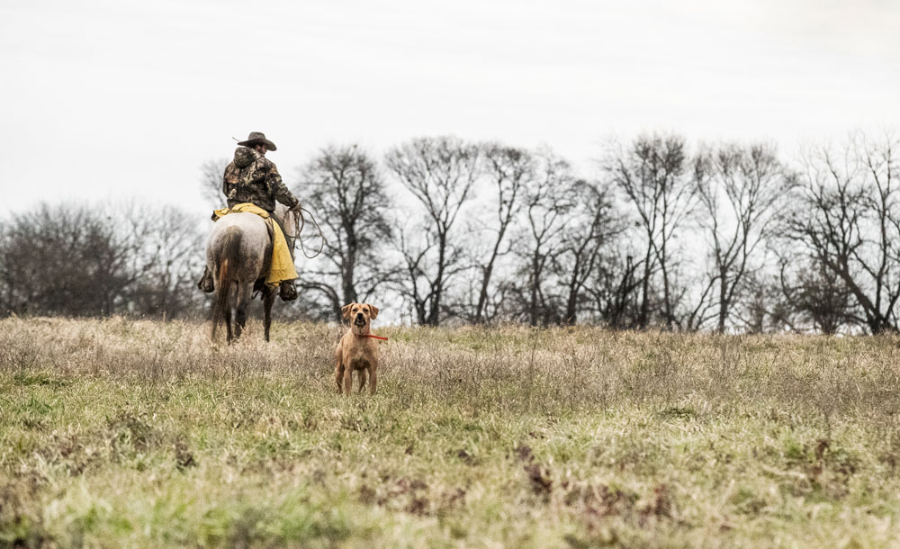 working dog