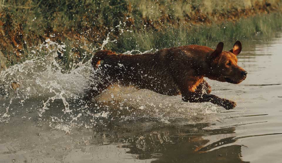 lab running into water