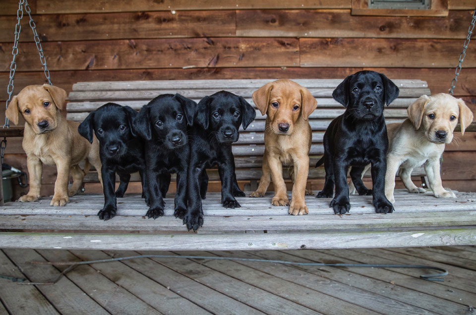 yellow labs and black labs puppies