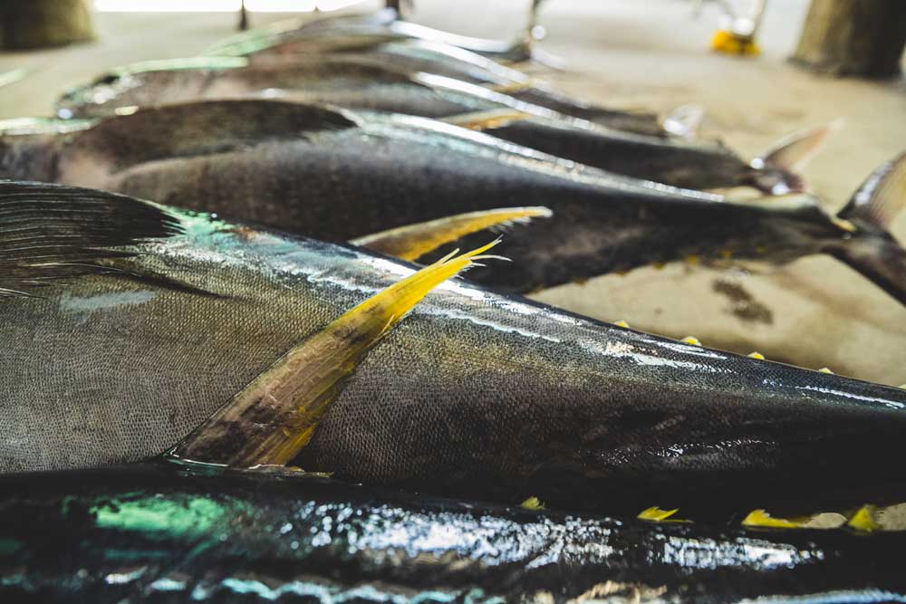 yellowfin tuna