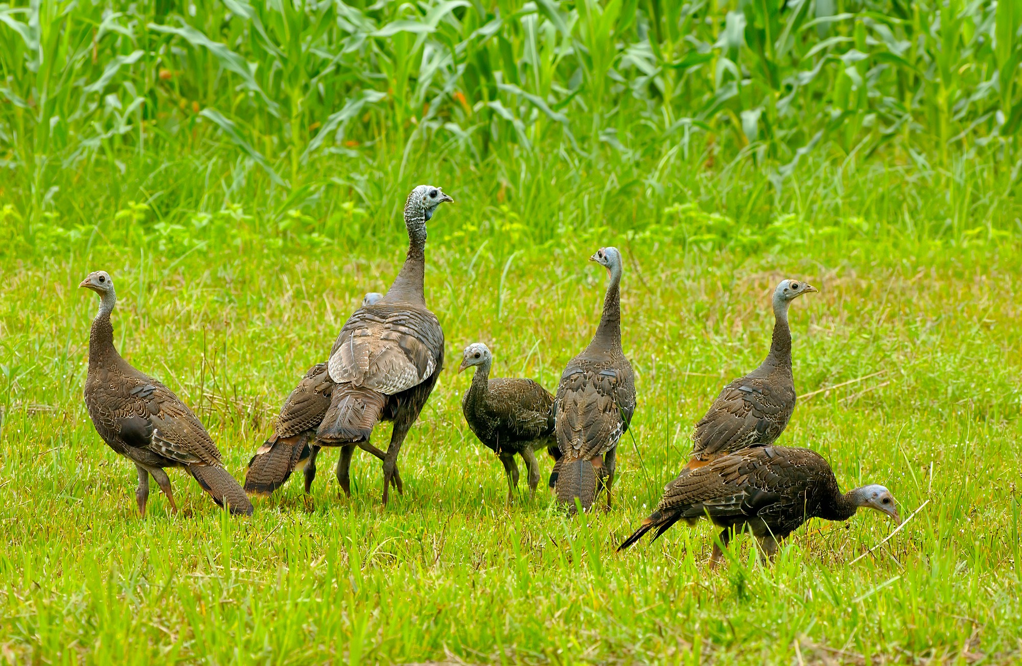 young adult turkey poults