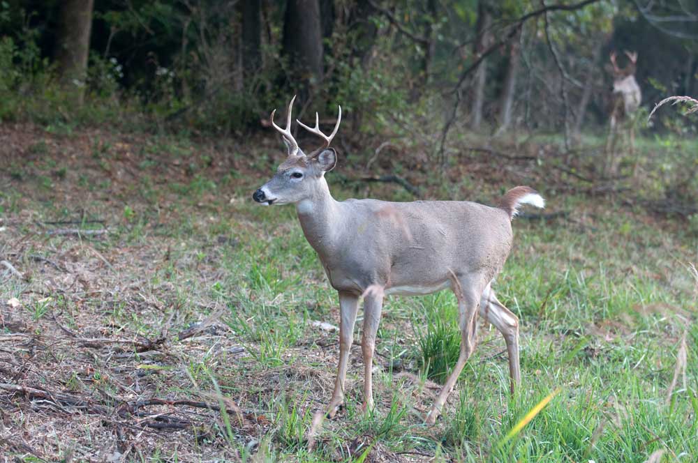 young buck