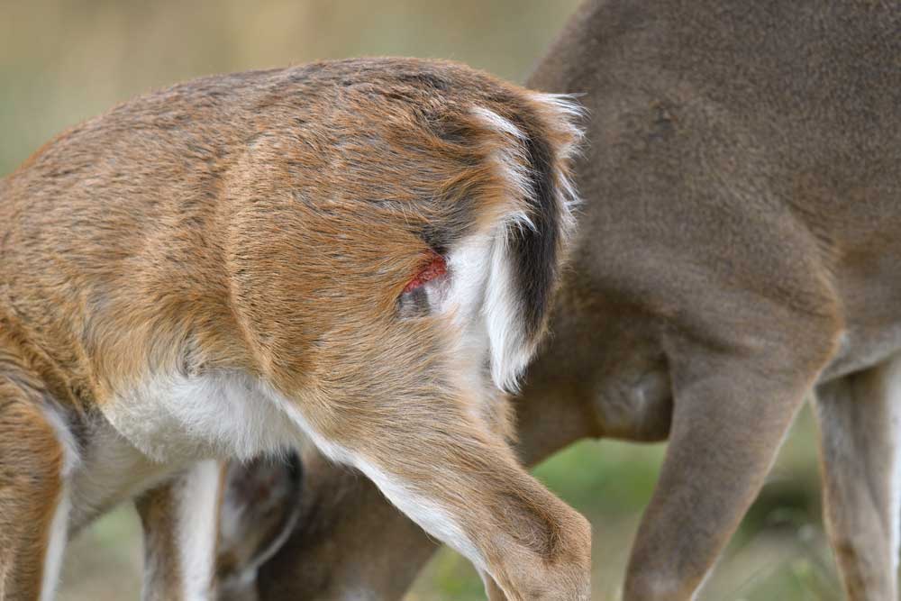 young deer with wound