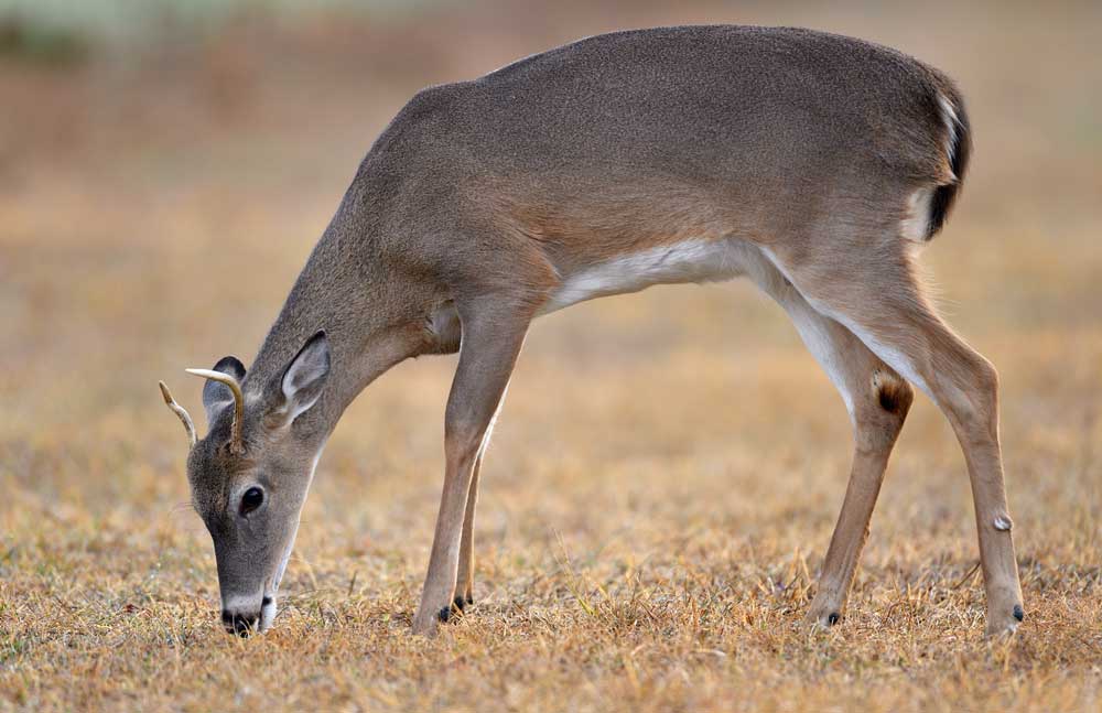 young whitetail buck