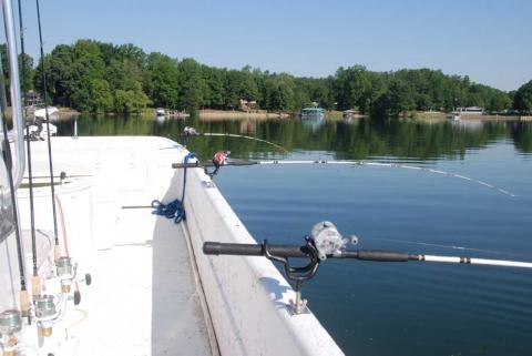 Early Spring White Bass and Striped Bass