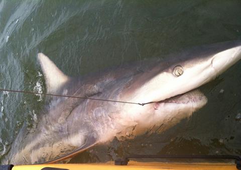 Target Coastal Inlets For Late Summer Shark Fishing