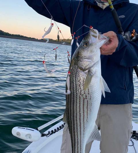 Species Profile: Striped Bass