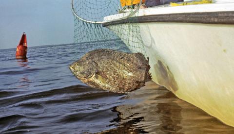 The Gulf's October Tripletail Bonanza